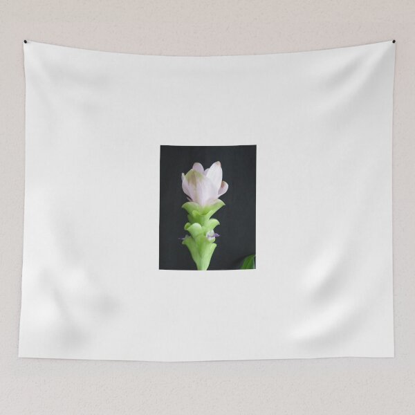 Item preview, Siam tulip is flowering plant, Curcuma sp. of the ginger family no. 15 designed and sold by greengoodnich.