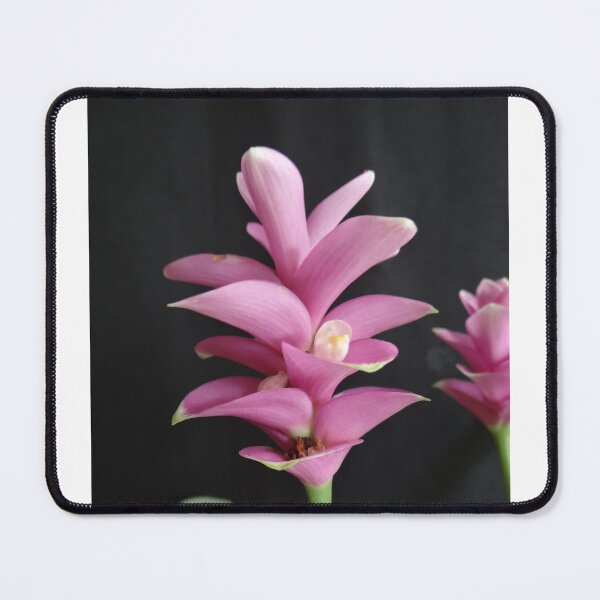 Item preview, Siam tulip is flowering plant, Curcuma sp. of the ginger family no. 16 designed and sold by greengoodnich.