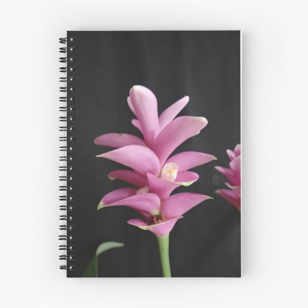 Item preview, Siam tulip is flowering plant, Curcuma sp. of the ginger family no. 16 designed and sold by greengoodnich.