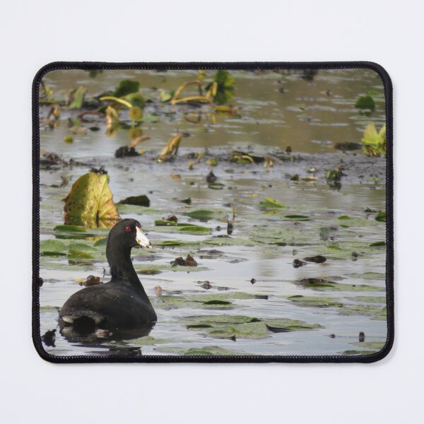 Item preview, Coot designed and sold by catrantula.