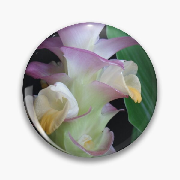 Item preview, Siam tulip is flowering plant, Curcuma sp. of the ginger family no. 17 designed and sold by greengoodnich.