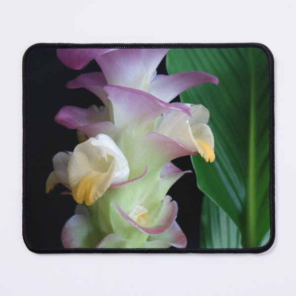 Item preview, Siam tulip is flowering plant, Curcuma sp. of the ginger family no. 17 designed and sold by greengoodnich.