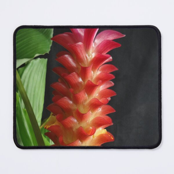 Item preview, Siam tulip is flowering plant, Curcuma sp. of the ginger family no. 18 designed and sold by greengoodnich.