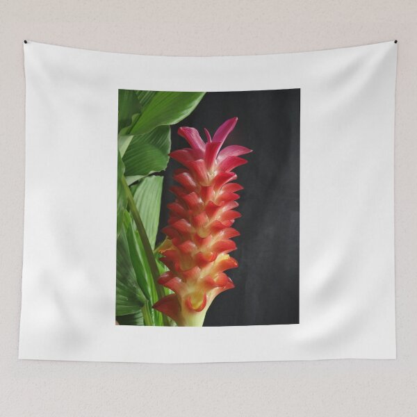 Item preview, Siam tulip is flowering plant, Curcuma sp. of the ginger family no. 18 designed and sold by greengoodnich.