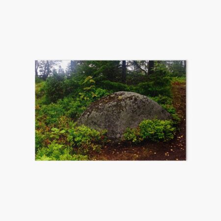 In a Northern Forest Art Board Print