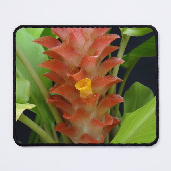 Item preview, Siam tulip is flowering plant, Curcuma sp. of the ginger family no. 19 designed and sold by greengoodnich.