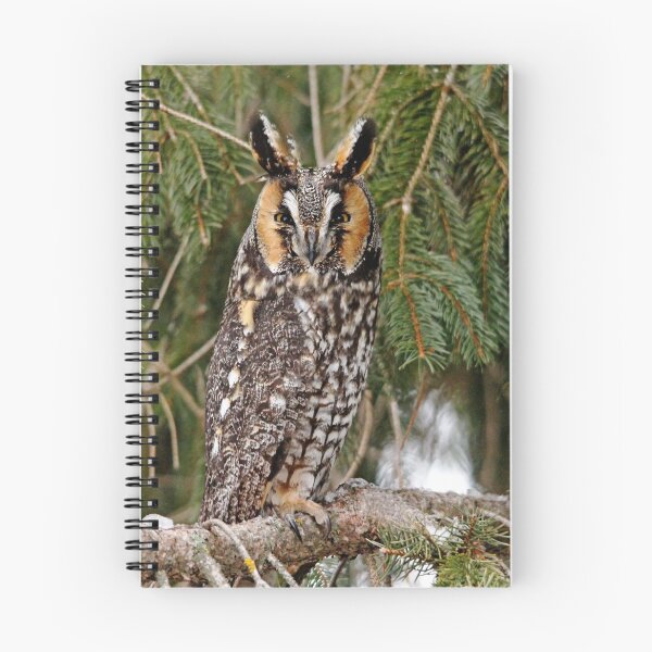 Item preview, Long Eared Owl designed and sold by Debbie Oppermann.
