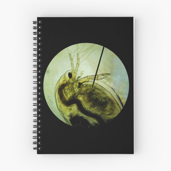 Item preview, Daphnia Water Flea Microscope Image designed and sold by ModelOrganism.