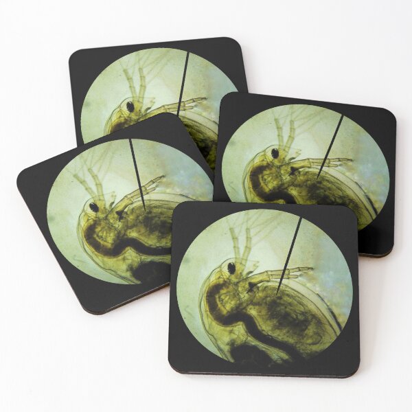 Item preview, Daphnia Water Flea Microscope Image designed and sold by ModelOrganism.