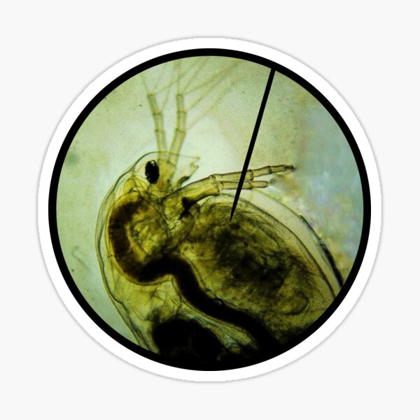 Item preview, Daphnia Water Flea Microscope Image designed and sold by ModelOrganism.