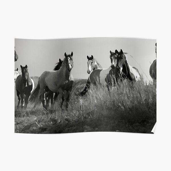 Troupeau de chevaux de Cariboo Poster
