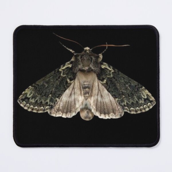 Item preview, Aesthetic Brown and Black Moth designed and sold by Magironi.
