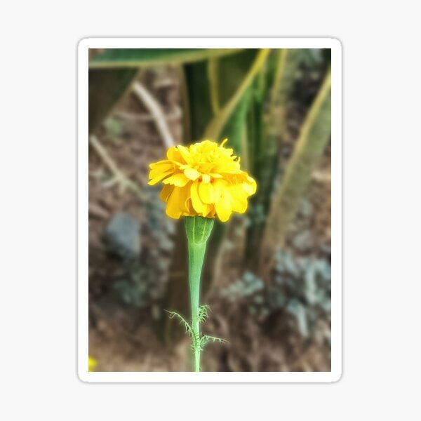 Yellow wildflower #2 Sticker