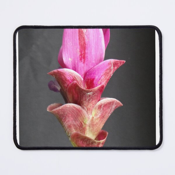 Item preview, Siam tulip is flowering plant, Curcuma sp. of the ginger family no. 21 designed and sold by greengoodnich.