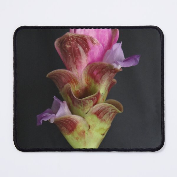 Item preview, Siam tulip is flowering plant, Curcuma sp. of the ginger family no. 22 designed and sold by greengoodnich.