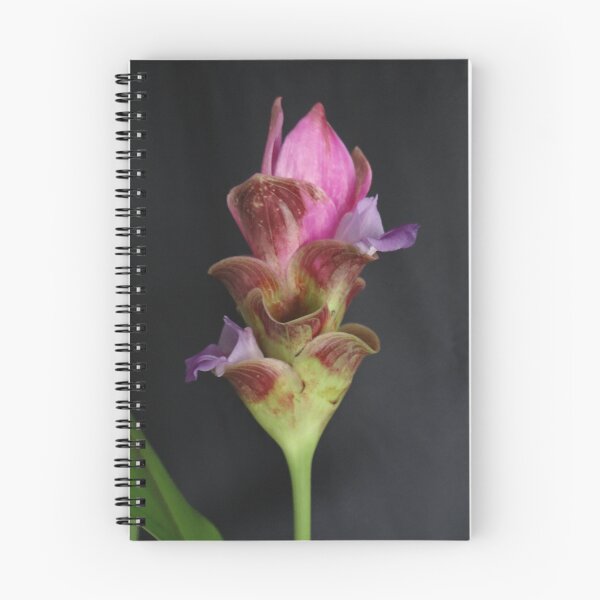 Item preview, Siam tulip is flowering plant, Curcuma sp. of the ginger family no. 22 designed and sold by greengoodnich.