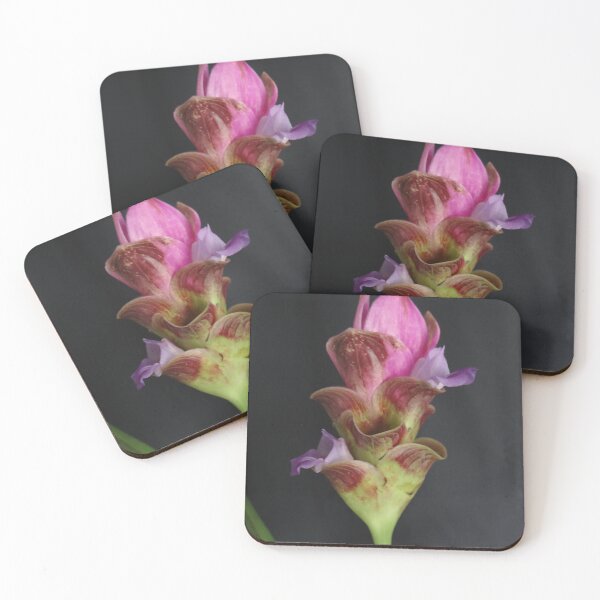 Item preview, Siam tulip is flowering plant, Curcuma sp. of the ginger family no. 22 designed and sold by greengoodnich.