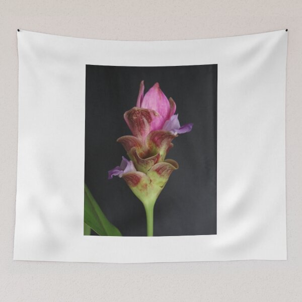 Item preview, Siam tulip is flowering plant, Curcuma sp. of the ginger family no. 22 designed and sold by greengoodnich.