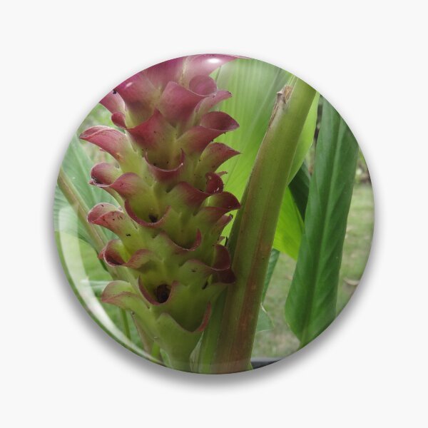 Item preview, Siam tulip is flowering plant, Curcuma sp. of the ginger family no. 23 designed and sold by greengoodnich.