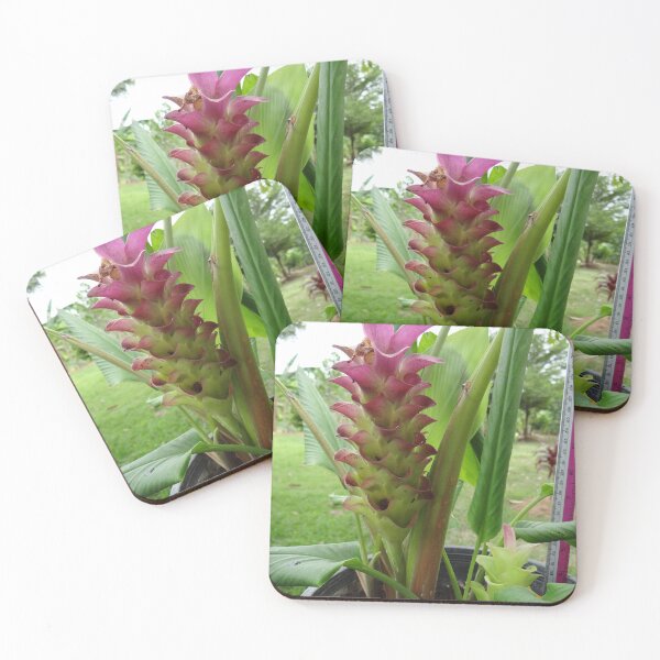 Item preview, Siam tulip is flowering plant, Curcuma sp. of the ginger family no. 23 designed and sold by greengoodnich.