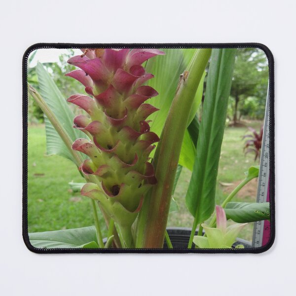 Item preview, Siam tulip is flowering plant, Curcuma sp. of the ginger family no. 23 designed and sold by greengoodnich.