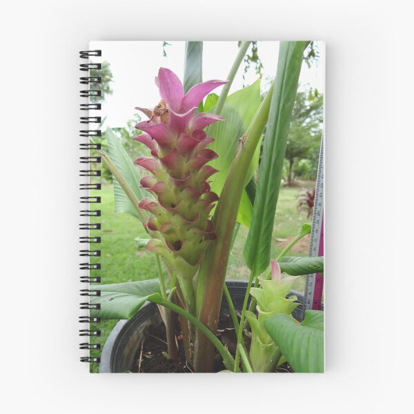 Item preview, Siam tulip is flowering plant, Curcuma sp. of the ginger family no. 23 designed and sold by greengoodnich.
