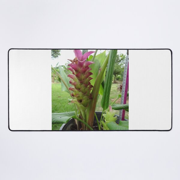 Item preview, Siam tulip is flowering plant, Curcuma sp. of the ginger family no. 23 designed and sold by greengoodnich.