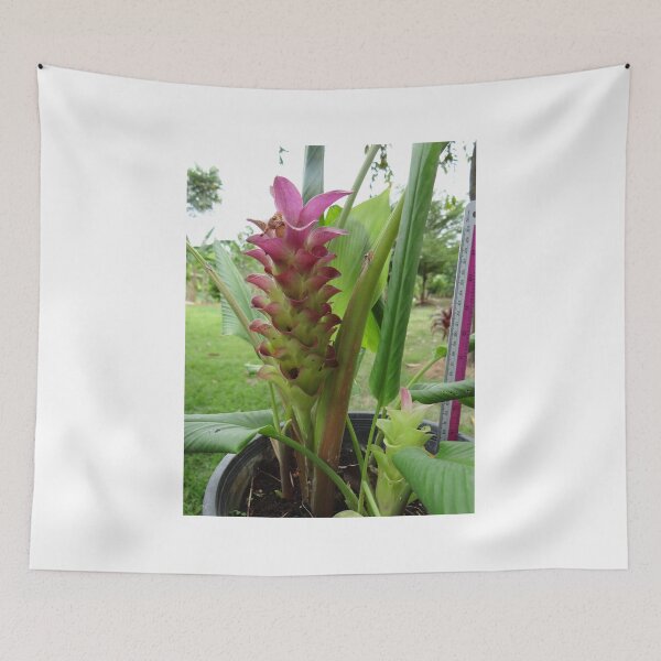Item preview, Siam tulip is flowering plant, Curcuma sp. of the ginger family no. 23 designed and sold by greengoodnich.