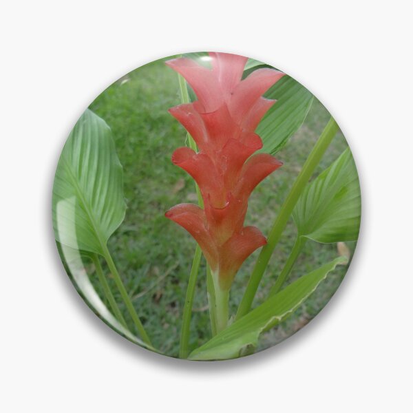 Item preview, Siam tulip is flowering plant, Curcuma sp. of the ginger family no. 24 designed and sold by greengoodnich.