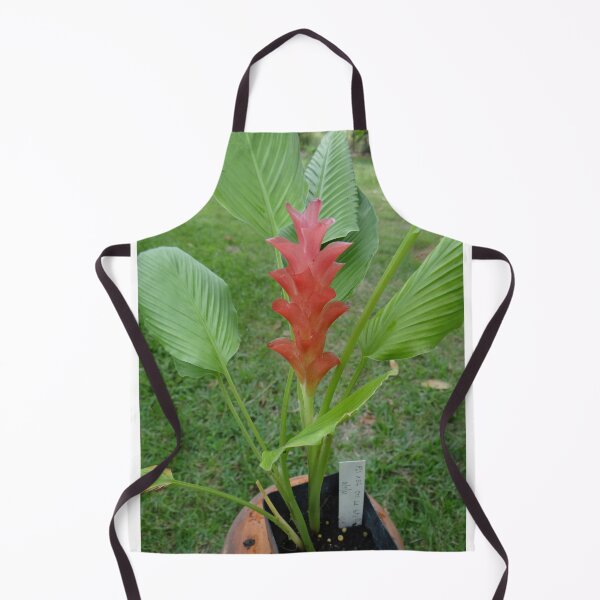 Item preview, Siam tulip is flowering plant, Curcuma sp. of the ginger family no. 24 designed and sold by greengoodnich.