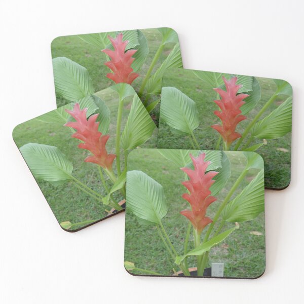 Item preview, Siam tulip is flowering plant, Curcuma sp. of the ginger family no. 24 designed and sold by greengoodnich.
