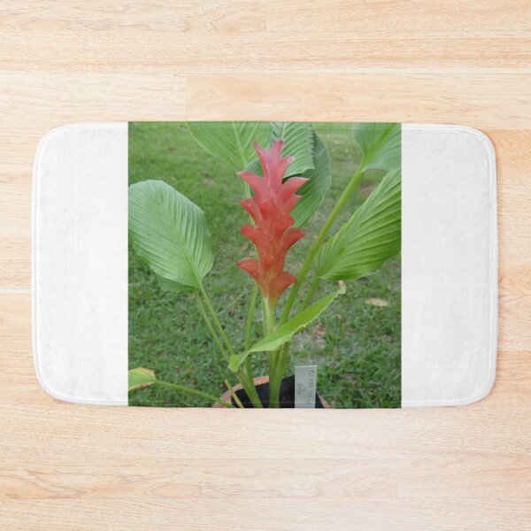 Item preview, Siam tulip is flowering plant, Curcuma sp. of the ginger family no. 24 designed and sold by greengoodnich.