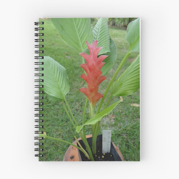 Item preview, Siam tulip is flowering plant, Curcuma sp. of the ginger family no. 24 designed and sold by greengoodnich.