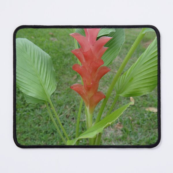 Item preview, Siam tulip is flowering plant, Curcuma sp. of the ginger family no. 24 designed and sold by greengoodnich.