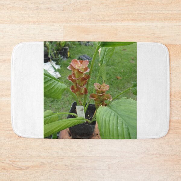 Item preview, Siam tulip is flowering plant, Curcuma sp. of the ginger family no. 25 designed and sold by greengoodnich.