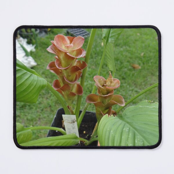 Item preview, Siam tulip is flowering plant, Curcuma sp. of the ginger family no. 25 designed and sold by greengoodnich.