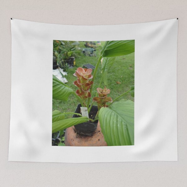 Item preview, Siam tulip is flowering plant, Curcuma sp. of the ginger family no. 25 designed and sold by greengoodnich.