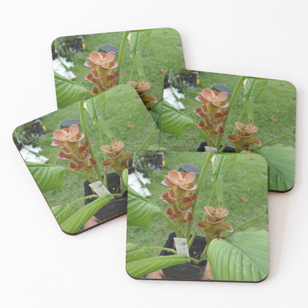 Item preview, Siam tulip is flowering plant, Curcuma sp. of the ginger family no. 25 designed and sold by greengoodnich.