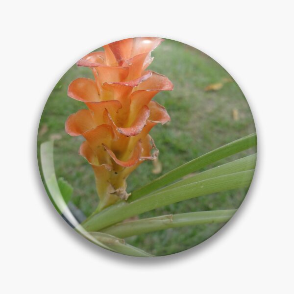 Item preview, Siam tulip is flowering plant, Curcuma sp. of the ginger family no. 26 designed and sold by greengoodnich.