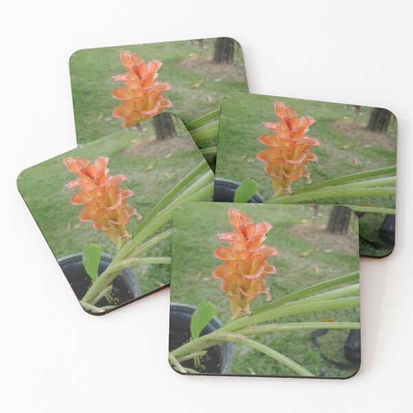 Item preview, Siam tulip is flowering plant, Curcuma sp. of the ginger family no. 26 designed and sold by greengoodnich.