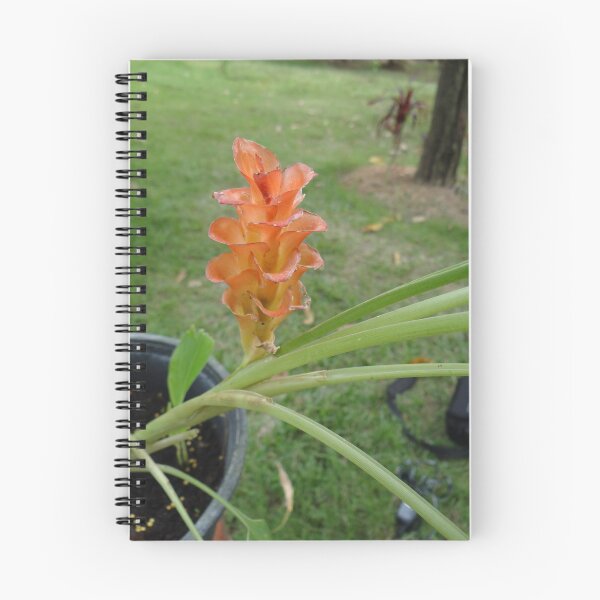 Item preview, Siam tulip is flowering plant, Curcuma sp. of the ginger family no. 26 designed and sold by greengoodnich.
