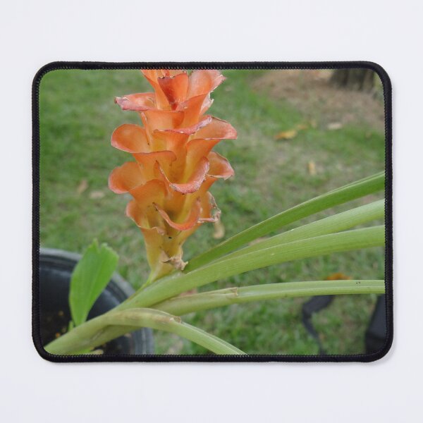 Item preview, Siam tulip is flowering plant, Curcuma sp. of the ginger family no. 26 designed and sold by greengoodnich.