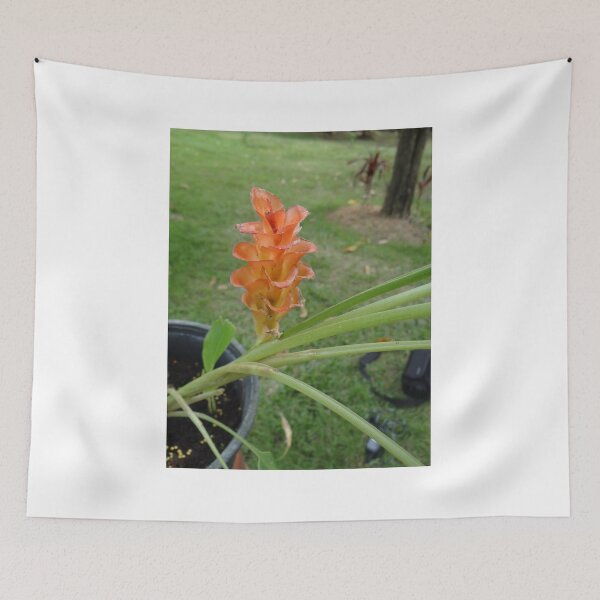 Item preview, Siam tulip is flowering plant, Curcuma sp. of the ginger family no. 26 designed and sold by greengoodnich.
