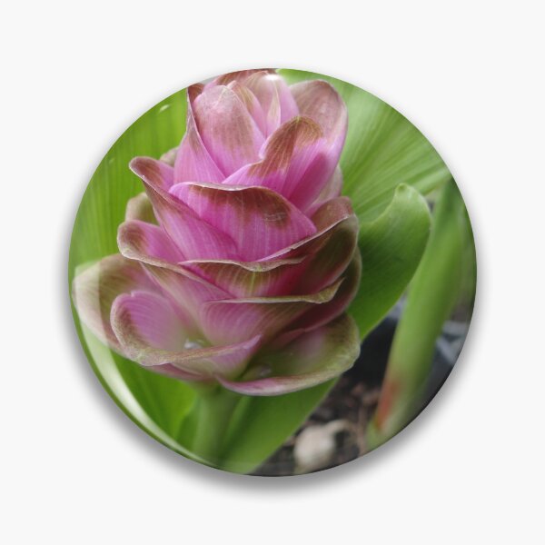 Item preview, Siam tulip is flowering plant, Curcuma sp. of the ginger family no. 27 designed and sold by greengoodnich.