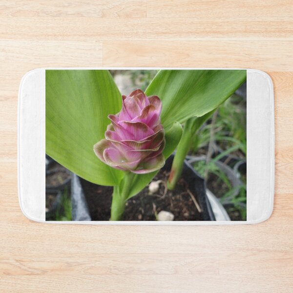 Item preview, Siam tulip is flowering plant, Curcuma sp. of the ginger family no. 27 designed and sold by greengoodnich.
