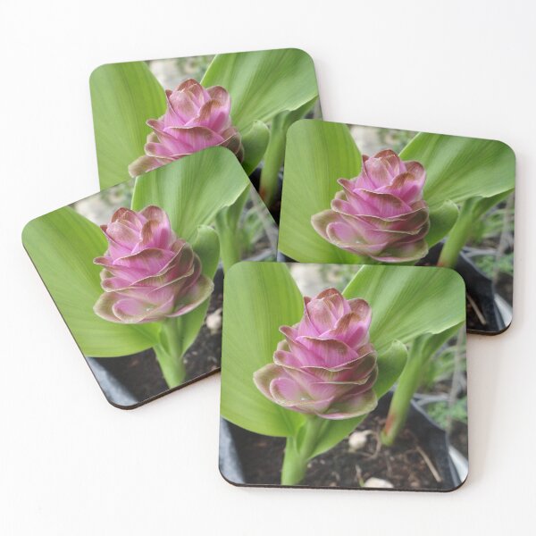 Item preview, Siam tulip is flowering plant, Curcuma sp. of the ginger family no. 27 designed and sold by greengoodnich.