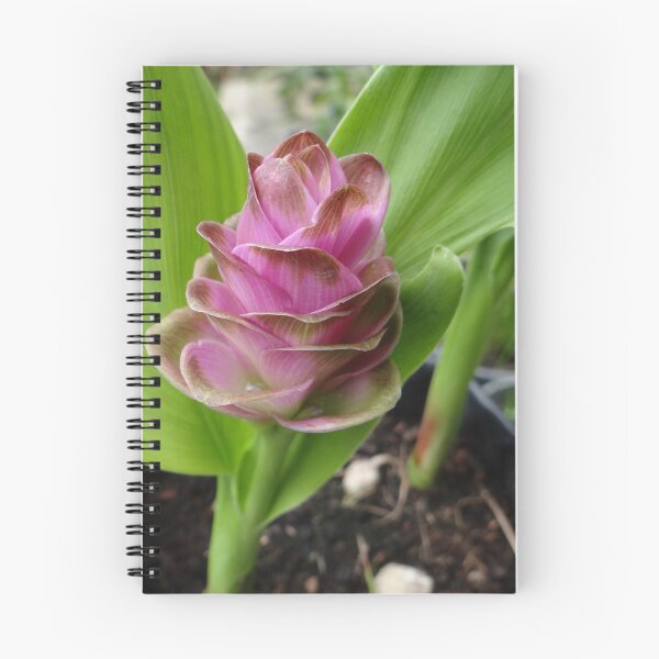 Item preview, Siam tulip is flowering plant, Curcuma sp. of the ginger family no. 27 designed and sold by greengoodnich.