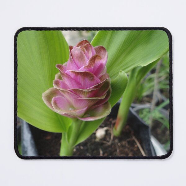Item preview, Siam tulip is flowering plant, Curcuma sp. of the ginger family no. 27 designed and sold by greengoodnich.