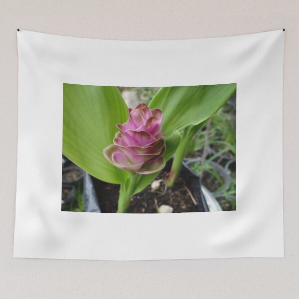 Item preview, Siam tulip is flowering plant, Curcuma sp. of the ginger family no. 27 designed and sold by greengoodnich.