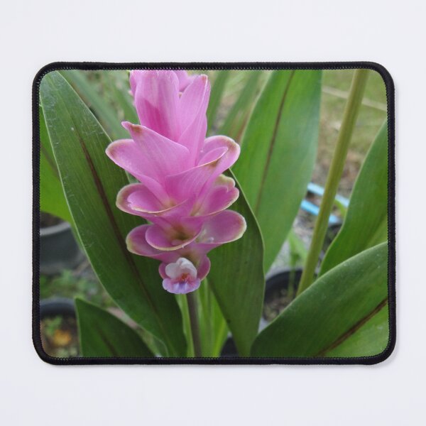 Item preview, Siam tulip is flowering plant, Curcuma sp. of the ginger family no. 28 designed and sold by greengoodnich.